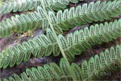 Thelypteris caudipinnus